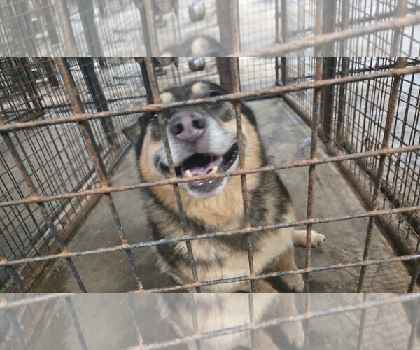 Medium Photo #3 Mutt Puppy For Sale in Jackson, MS, USA