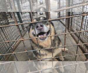Ruby - Female Mutt Dog for Adoption - Photo #3