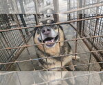 Small #2 Mutt