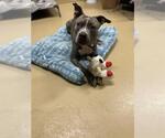 Small American Pit Bull Terrier