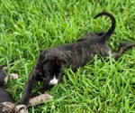 Puppy 5 Cane Corso-Mastiff Mix