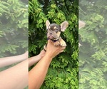 Small #4 French Bulldog