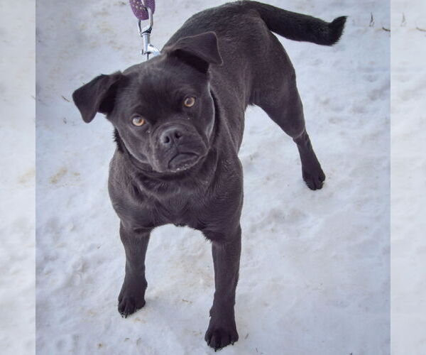 Medium Photo #2 Puggle Puppy For Sale in Huntley, IL, USA