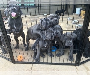 Cane Corso Litter for sale in CUMMING, GA, USA