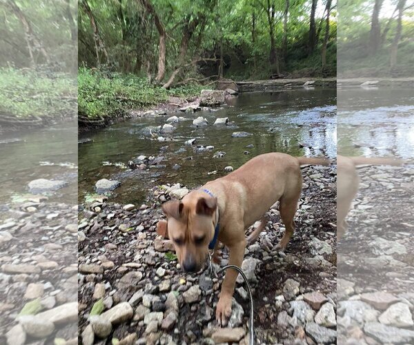 Medium Photo #24 Mutt Puppy For Sale in Columbus, IN, USA