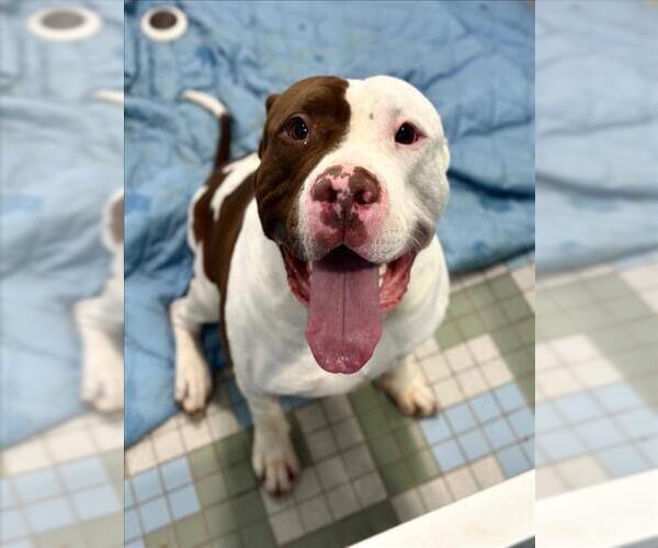 Medium Photo #1 American Bulldog-Unknown Mix Puppy For Sale in Fort Collins, CO, USA