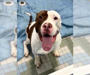 American Bulldog-Unknown Mix Dogs for adoption in Fort Collins, CO, USA