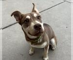 Small Australian Kelpie-Siberian Husky Mix