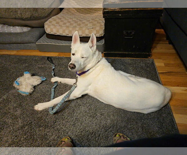 Medium Photo #2 Mutt Puppy For Sale in Hinckley, IL, USA