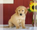 Small Photo #1 Golden Retriever Puppy For Sale in MANHEIM, PA, USA