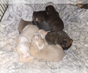 Mutt Puppy for sale in BEAVER, UT, USA