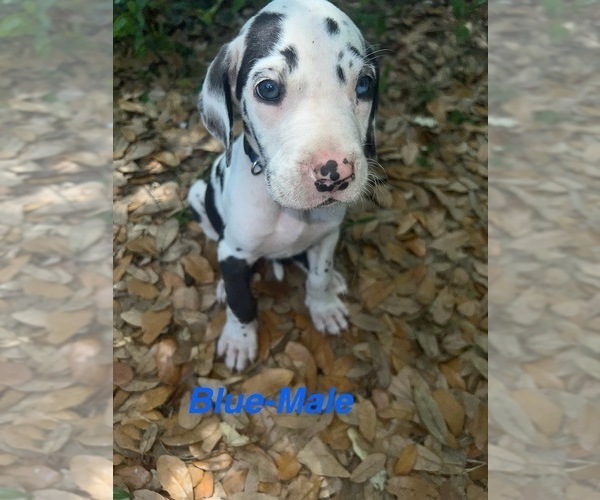Medium Photo #28 Great Dane Puppy For Sale in FORT DENAUD, FL, USA