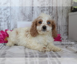 Small Photo #3 Cocker Spaniel-Poodle (Miniature) Mix Puppy For Sale in SHILOH, OH, USA