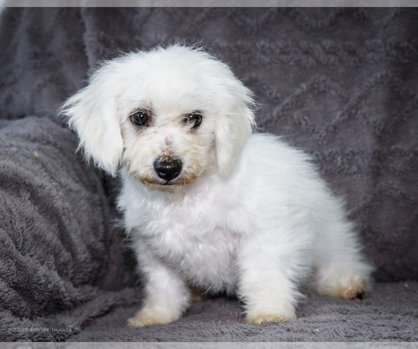 Medium Photo #12 Bichon Frise Puppy For Sale in WAKARUSA, IN, USA