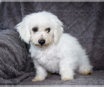 Small Photo #12 Bichon Frise Puppy For Sale in WAKARUSA, IN, USA