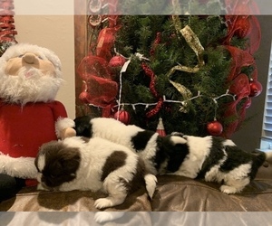 Pekingese Puppy for sale in LOS ANGELES, CA, USA