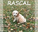 Image preview for Ad Listing. Nickname: Rascal