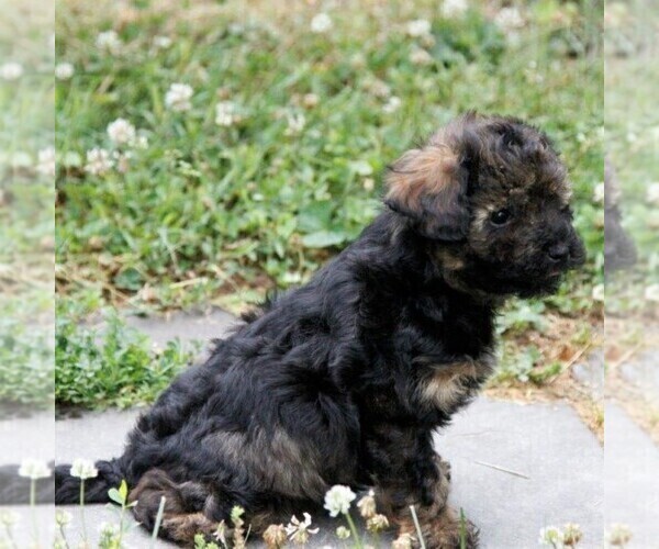 Medium Photo #3 -Havanese Mix Puppy For Sale in DANVILLE, PA, USA