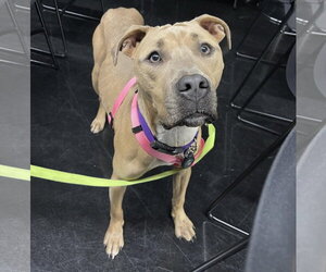 Tip - Female American Bulldog-Unknown Mix Dog for Adoption - Photo #19