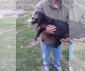 Great Dane Puppy for sale in MILAN, MO, USA