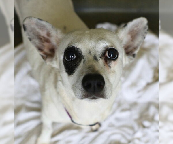 Medium Photo #2 Mutt Puppy For Sale in San Antonio, TX, USA