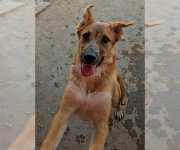 Medium Photo #2 Red Heeler-Unknown Mix Puppy For Sale in Pena Blanca, NM, USA