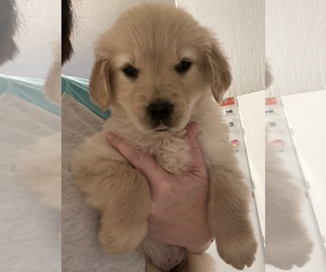 English Cream Golden Retriever Puppy for sale in HALEYVILLE, AL, USA