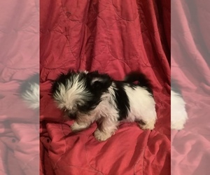 Shih Tzu Puppy for sale in AMERICUS, GA, USA