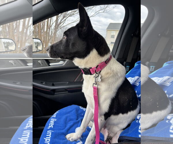 Medium Photo #6 Mutt Puppy For Sale in Holly Springs, NC, USA