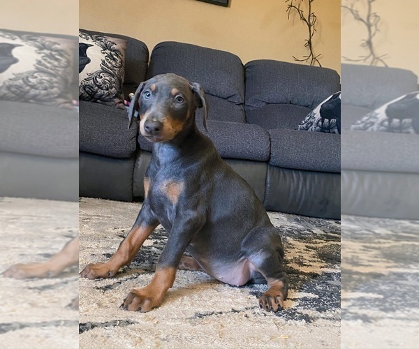 Medium Photo #1 Doberman Pinscher Puppy For Sale in YUCCA VALLEY, CA, USA