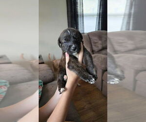 Boxer-German Shepherd Dog Mix Dogs for adoption in Aurora, IN, USA