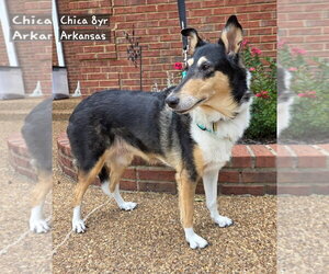 Mutt Dogs for adoption in Dublin, OH, USA