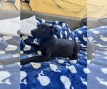 Small Photo #2 Labrador Retriever-Unknown Mix Puppy For Sale in Tracy City, TN, USA