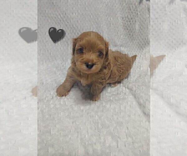 Medium Photo #4 Maltipoo (Toy) Puppy For Sale in SAN ANTONIO, TX, USA