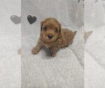 Small Photo #11 Maltipoo (Toy) Puppy For Sale in SAN ANTONIO, TX, USA
