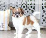 Small Photo #2 Papillon Puppy For Sale in MOUNT VERNON, OH, USA