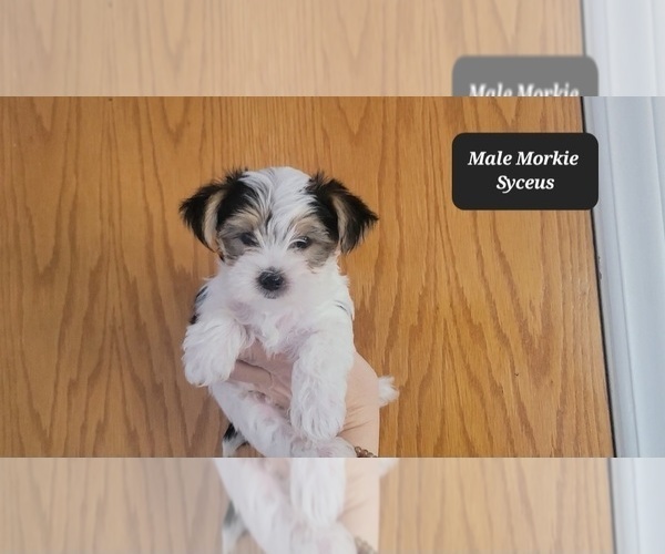 Medium Photo #1 Morkie Puppy For Sale in TUCSON, AZ, USA