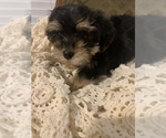 Small Photo #8 YorkiePoo Puppy For Sale in FORT WORTH, TX, USA