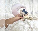 Small #13 Maltese