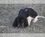 Small #10 Basset Hound