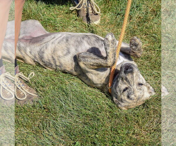 Medium Photo #4 American Staffordshire Terrier-Mastiff Mix Puppy For Sale in Huntley, IL, USA