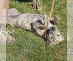 Small #3 American Staffordshire Terrier-Mastiff Mix