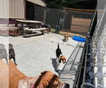 Small #3 Beagle Mix