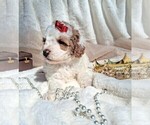 Small #12 Goldendoodle (Miniature)