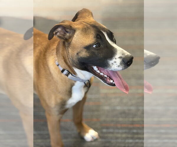 Medium Photo #12 Boxer-Unknown Mix Puppy For Sale in Mooresville, NC, USA