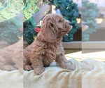Small Photo #2 Goldendoodle Puppy For Sale in CAPON BRIDGE, WV, USA