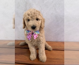 Goldendoodle (Miniature) Puppy for sale in YUCAIPA, CA, USA