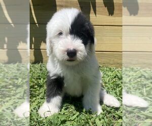 Old English Sheepdog Puppy for sale in WAKE FOREST, NC, USA