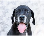 Small #1 Great Dane
