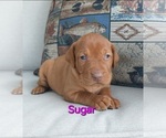 Puppy Sugar Vizsla